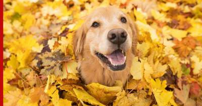 Осень: особенности кормления и ухода за собакой