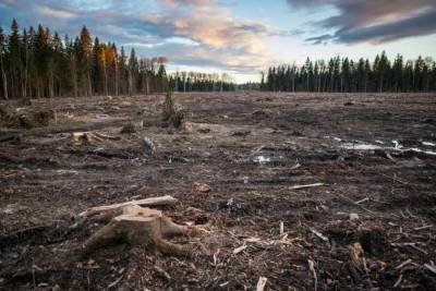 ВСУ незаконно вырубают леса Донбасса