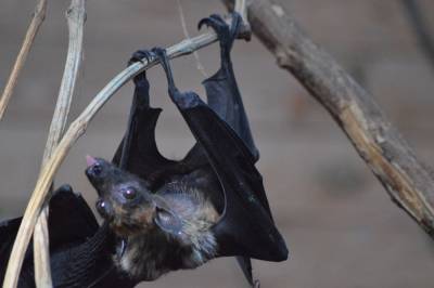 Похожий на SARS-CoV-2 вирус обнаружили у летучих мышей в пещерах Лаоса