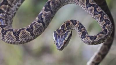 Почему змеи на праздник Воздвижение Креста Господня сплетаются в клубок