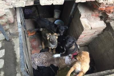«Прямо дикость какая-то»: в Астрахани собаки теперь живут в памятнике архитектуры