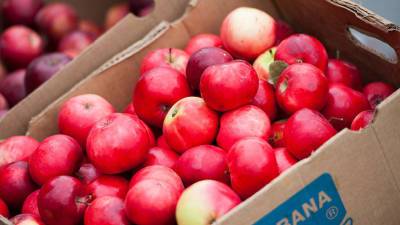 Подмосковные садоводы сдали на переработку 500 кубометров яблок