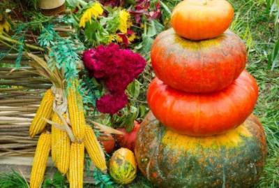 Надо знать: самые-самые важные дела в октябре в саду, огороде и цветнике