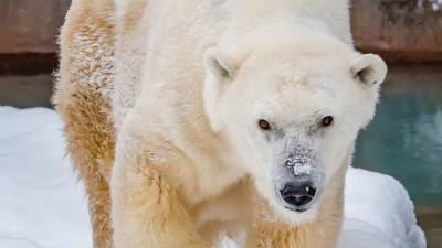 В США умерла «Снежная Лилия» - старейшая полярная медведица Америки