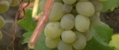 В Украине рухнули цены на виноград