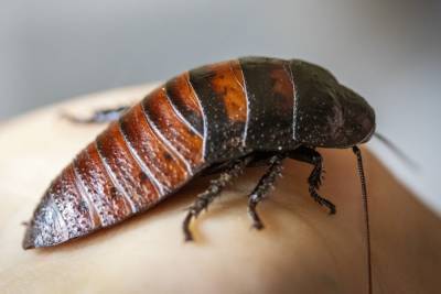 Москвичи обнаружили огромных тараканов в подъезде дома