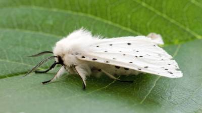 Американская белая бабочка. Как спасти от нее сады и парки?