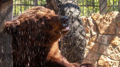 Стали известны подробности состояния отравленного в челябинском зоопарке медведя