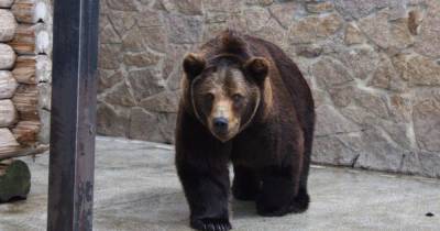 Челябинские отравители медведей могли использовать подозрительный фарш