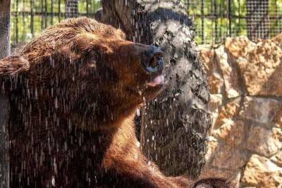 Ветеринары озабочены состоянием отравленного в челябинском зоопарке медведя