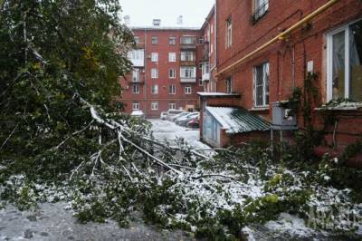 В ЕДДС Кемерова за утро поступило более 120 звонков с жалобами на сломанные ветки и упавшие деревья
