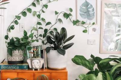 Влияют ли домашние растения на качество воздуха в квартире