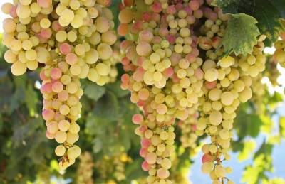 Большинство виноградарей Украины не выходят на точку безубыточности