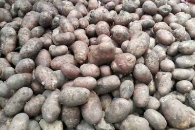 Оптовая цена картофеля в Саратовской области выросла до 37 рублей