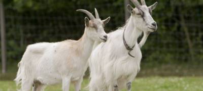 Две беременные козы бегают по Петрозаводску