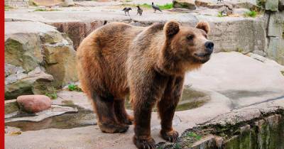 Причины массового отравления зверей назвали работники Челябинского зоопарка
