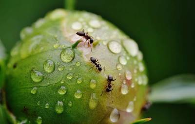 Ученые обнаружили у муравьев способность подавлять патогены