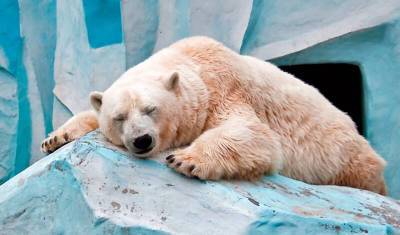 В зоопарке Милуоки усыпили самого старую белую медведицу Северной Америки