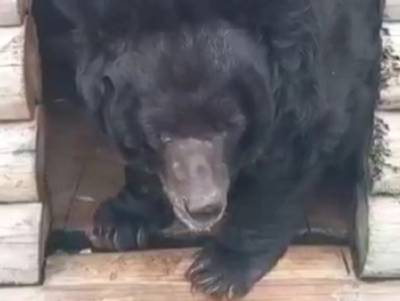 Отравленному гималайскому медведю в челябинском зоопарке стало легче