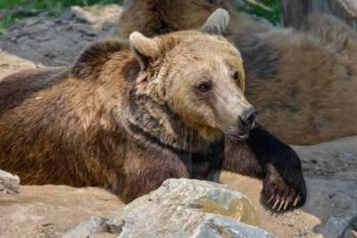 В челябинском зоопарке рассказали о причинах массового отравления зверей