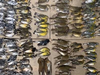 Сотни перелетных птиц погибли во время миграции разбившись о Нью-Йоркские небоскребы