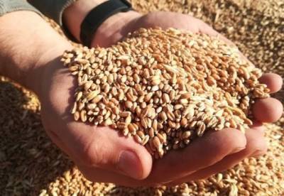 Украина намерена продать пшеницы на $6 млрд за год