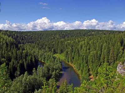 Как потепление влияет на сибирские леса и можно ли их сохранить