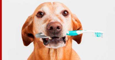 Почему у собаки пахнет изо рта и что с этим делать