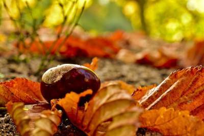 Листобой, зимник, свадебник – народные традиции и приметы октября