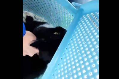В Ногинске спасли застрявшую в разрушенном взрывом газа доме кошку