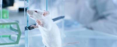 Новосибирские ученые не смогли заразить COVID-19 подопытных мышей