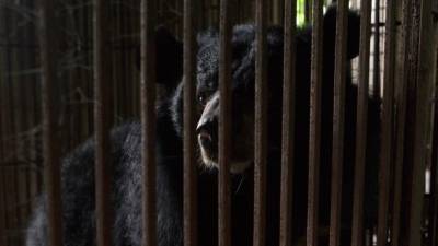 Аскольд Запашный назвал предполагаемых убийц животных в зоопарке Челябинска