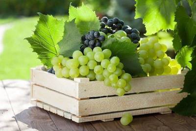 Как сохранить виноград на зиму свежим в домашних условиях?