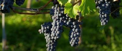 В Украине резко упали цены на виноград