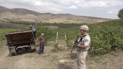 Миротворцы РФ обеспечили безопасный сбор более 500 т винограда в Карабахе - iz.ru - Россия - Израиль - район Мартунинский - район Аскеранский