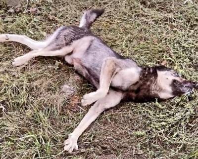 В Башкирии молодая пара нашла на обочине бившуюся в конвульсиях собаку