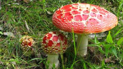 Микологи перечислили самые ядовитые лесные грибы