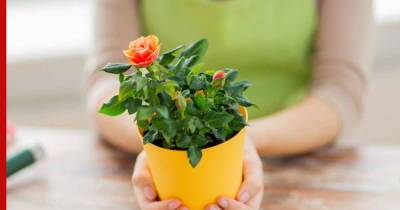 Комнатные розы: топ-5 разновидностей для выращивания дома
