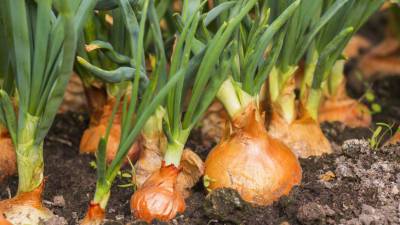 Успеть до заморозков: особенности посадки лука и чеснока в октябре