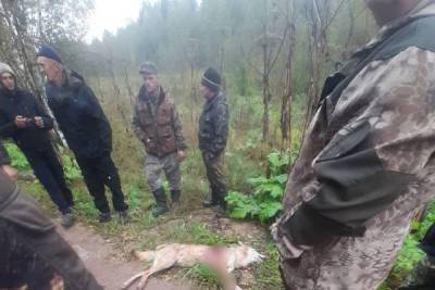 В Тверской области застрелили нападавшего на людей волка