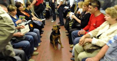 Россияне вспомнили о катавшихся в 2000-е годы в метро собаках
