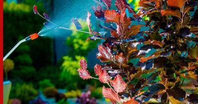 Осенняя профилактика: чем обработать сад от болезней и вредителей