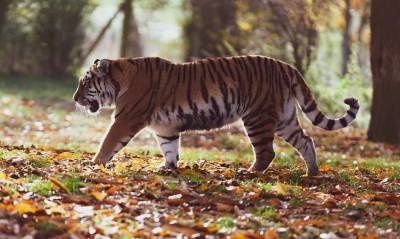 В Приморье амурский тигр заставил грибников 40 минут прятаться от него на дереве
