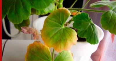 Желтеют листья у герани: почему это происходит и как помочь растению
