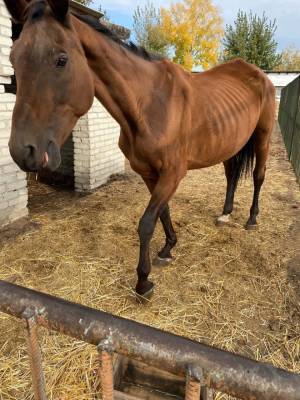 «Кожа, да кости». Жители Кургана бьют тревогу из-за условий содержания лошадей КГСХА