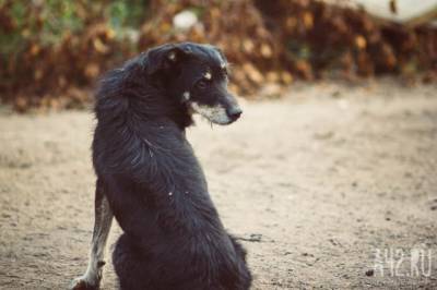 В мэрии прокомментировали ужесточение правил выгула собак в Кемерове