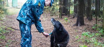 Сотрудники УФСИН вычесали шерсть собакам в приюте для бездомных животных в Петрозаводске (ФОТО)