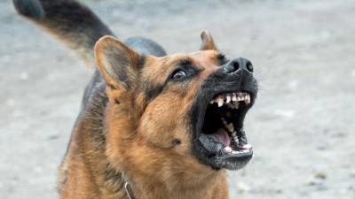 Администрация Ульяновска проводит проверку из-за нападения собак на инвалида