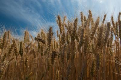 На экспорт ушло 8 млн т украинской пшеницы