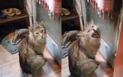 «Выпусти меня!»: кот устроил скандал, чтобы выйти на улицу